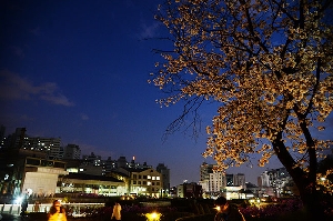 이화의 봄, 밤